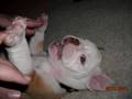 Bella the English Bulldog Puppy