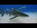 This is a video that the user has chosen on youtube