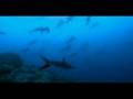 Sharks-are-going-ext