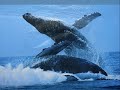 beautiful french ecological song for antartica. think about earth
