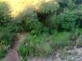 videos de Leopard at Mara Explorer 2.mp4
