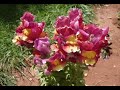 rosas de siria