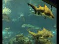 Sharks in Barcelona