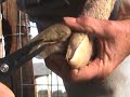 Rooster and Peanut Get a Pedicure