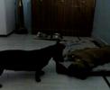 Begum & Chooti