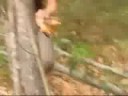The great downunder adventure - Frilled lizard