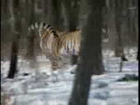 Great Siberian Tigers