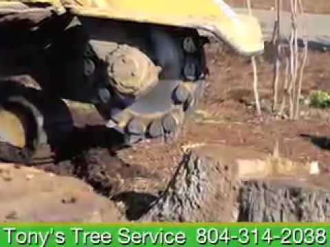 how to fertilize elm trees