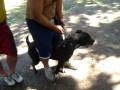 videos de Encuentro pitbulldogfire 08-11-08