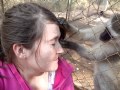 Being groomed by a vervet monkey
