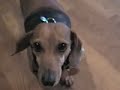 30 Days with Pee Wee:  Day 2