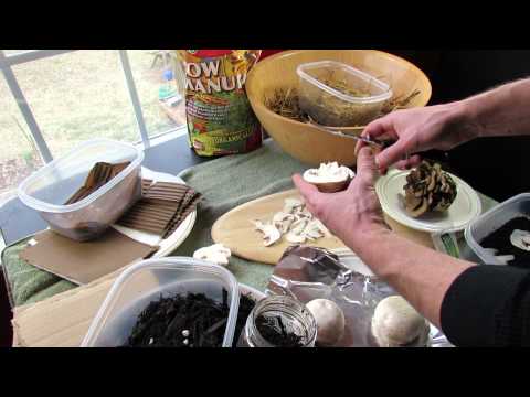 how to replant magic mushrooms
