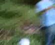 pancing iken