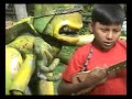 un Vichito que canta en quechua un Vichito que canta en quechua