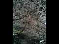 花-Memento-Mori-