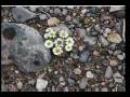 videos de worod el sahara sobhanne ellah