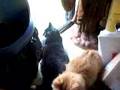 The Cat Pals