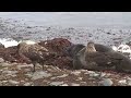 08 Skuas 4:46