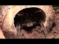 Giant Salmon Pink Bird Eater - The Strike