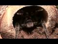 videos de Giant Salmon Pink Bird Eater - The Strike