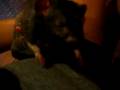 My rats and their Ferret Nation