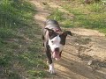 APBT PLEY