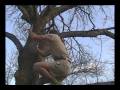 the great gatsby.wmv