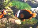 New Inhabitants In My Fish Tank