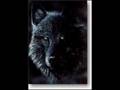 Luchs-Waldkatze-Wolf---Riqbulli-Macaeger-Ujku