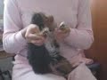 Yorkie Chester dancing to chris brown