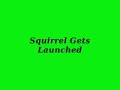 Funny Video Clips - Squirrel Gets Launched