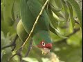 Mitred Conure eating mango