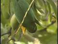 Mitred Conure eating mango