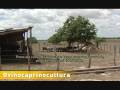Part 1 - Ovinocultura de leite - STRO development project Agrovilla, Sergipe, Brazil 2006