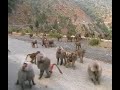 BABOONS IN ERITREA BABOONS IN ERITREA