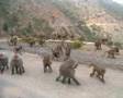 BABOONS IN ERITREA