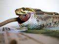 crotalus comendo crotalus comendo