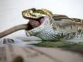crotalus comendo