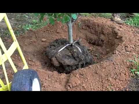 how to replant dogwood tree