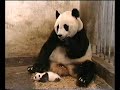Surprising Panda Sneeze