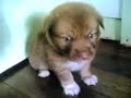 puppies puppies