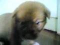 puppies