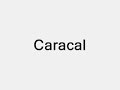 Caracal Caracal
