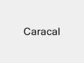 Caracal