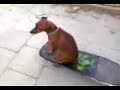 Pin? skejt�k