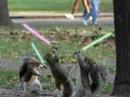 funny squirrel prt 1 funny squirrel prt 1