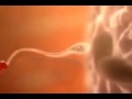 Despertar rojo.flv