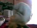 videos de gungun ki masti
