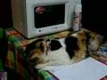 Peluche Haciendo Tareas