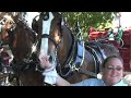 Clydesdales at Penrod Clydesdales at Penrod